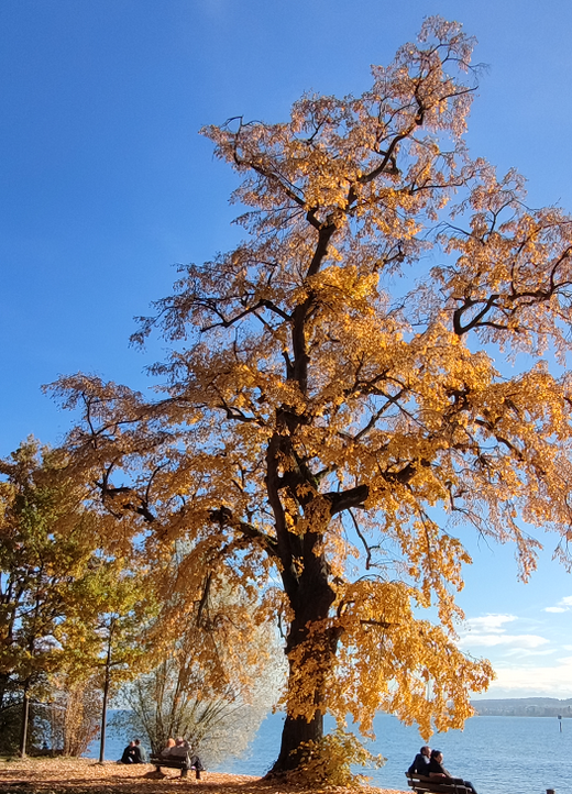 Herbstbaum am Bodensee